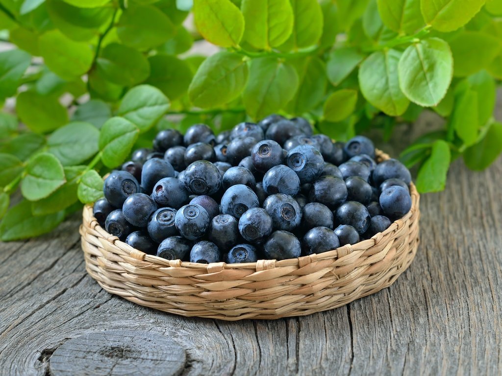 Обои ягоды, черника, корзинка, черничный, berries, blueberries, basket, blueberry разрешение 3800x2625 Загрузить