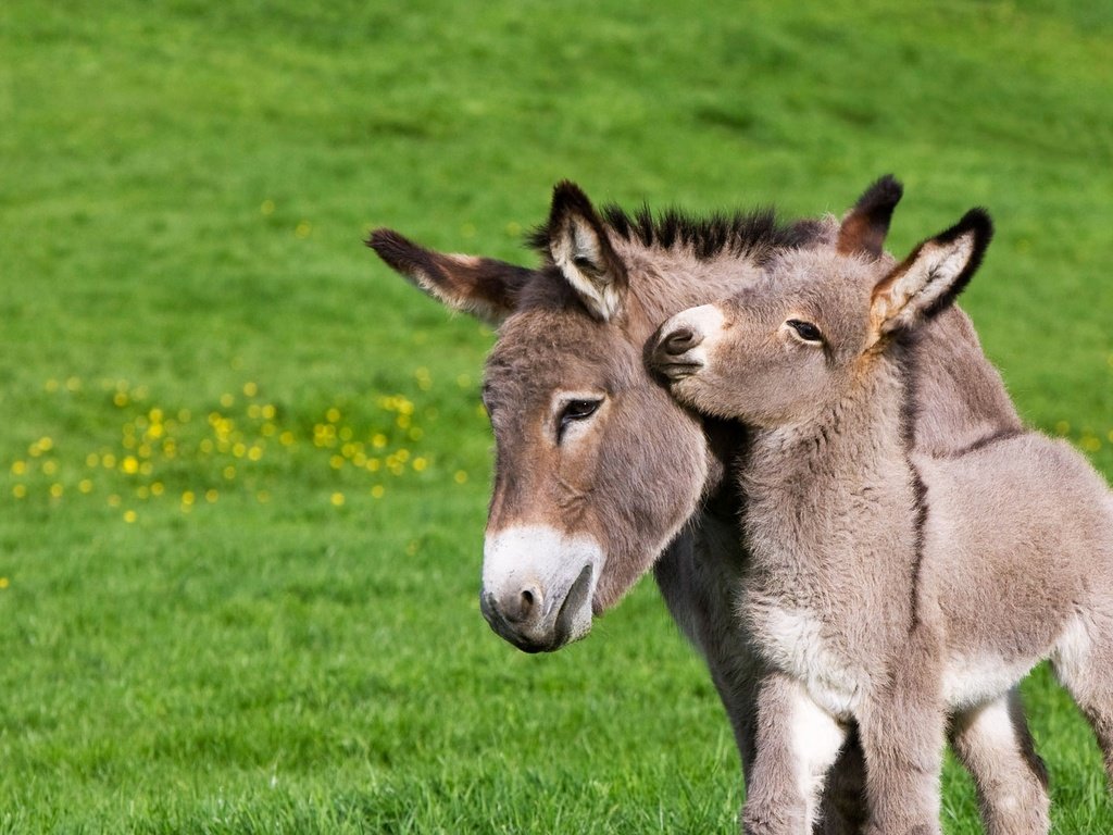 Обои франция, осел, нормандия, жеребенок, ослик, france, donkey, normandy, foal разрешение 1920x1080 Загрузить