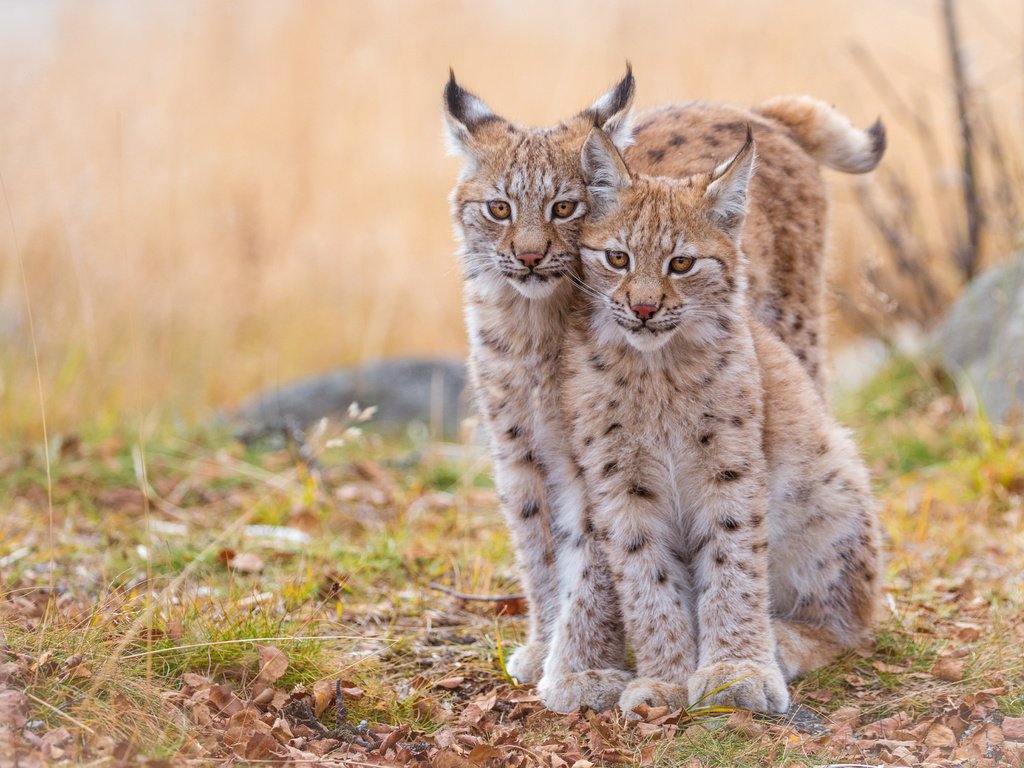 Обои рысь, животные, хищник, дикие кошки, рыси, рысята, lynx, animals, predator, wild cats, the lynx разрешение 4312x2725 Загрузить