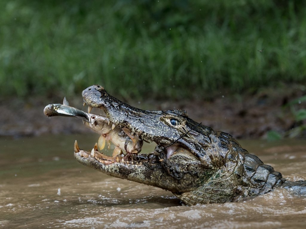 Обои вода, природа, хищник, зубы, охота, крокодил, пасть, рыба, water, nature, predator, teeth, hunting, crocodile, mouth, fish разрешение 4928x3280 Загрузить