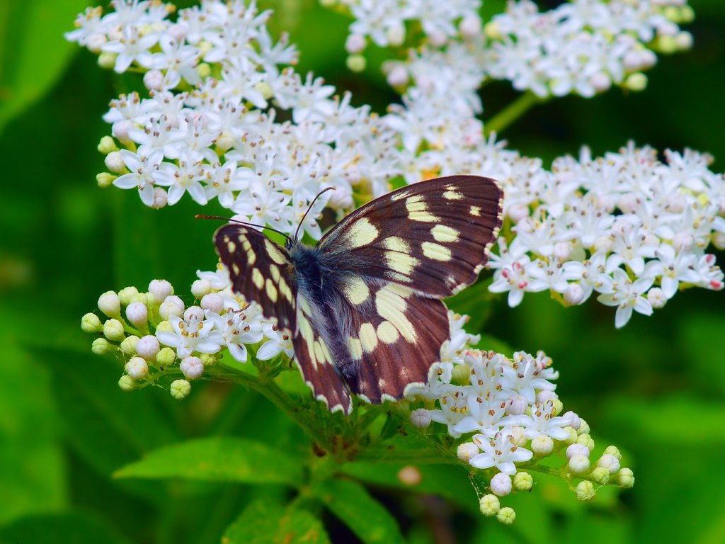 Обои цветение, макро, насекомое, бабочка, весна, весенние, flowering, macro, insect, butterfly, spring разрешение 3000x1874 Загрузить