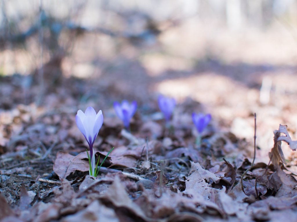 Обои цветы, природа, весна, крокусы, flowers, nature, spring, crocuses разрешение 6000x4000 Загрузить