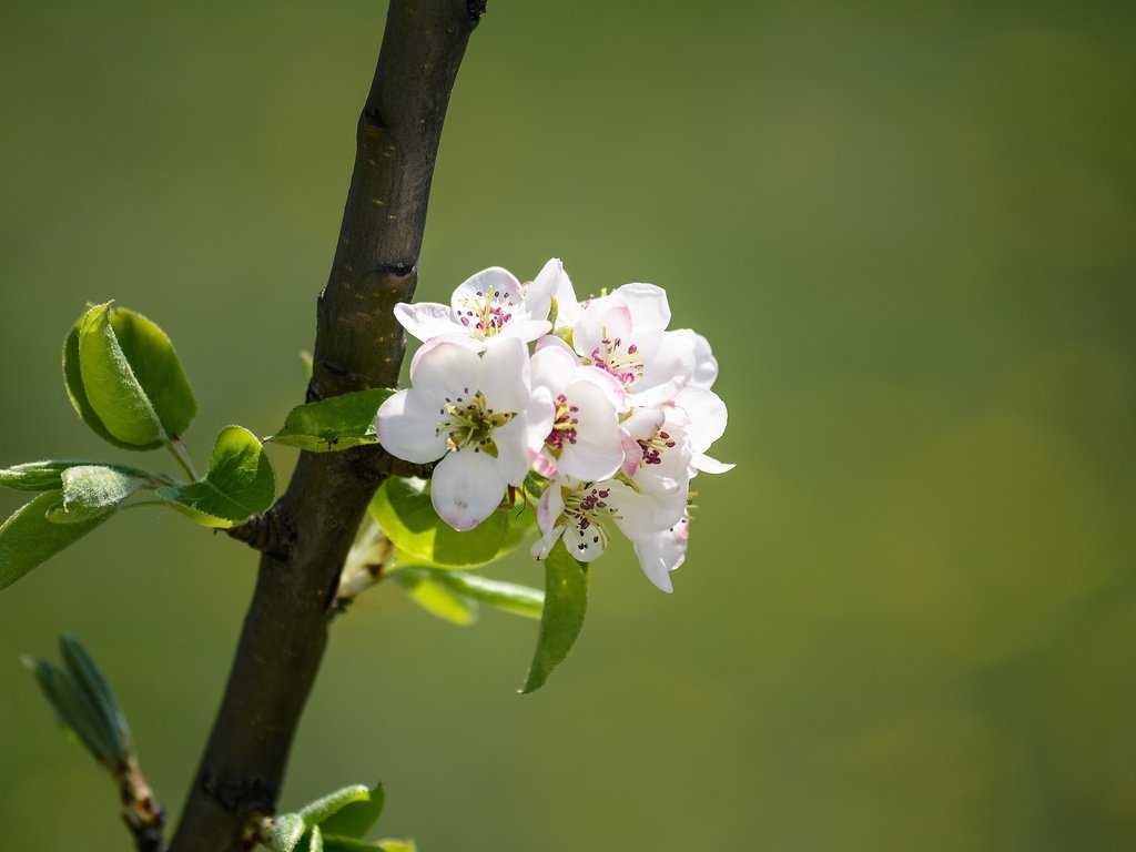 Обои ветка, природа, цветение, весна, яблоня, branch, nature, flowering, spring, apple разрешение 2048x1365 Загрузить