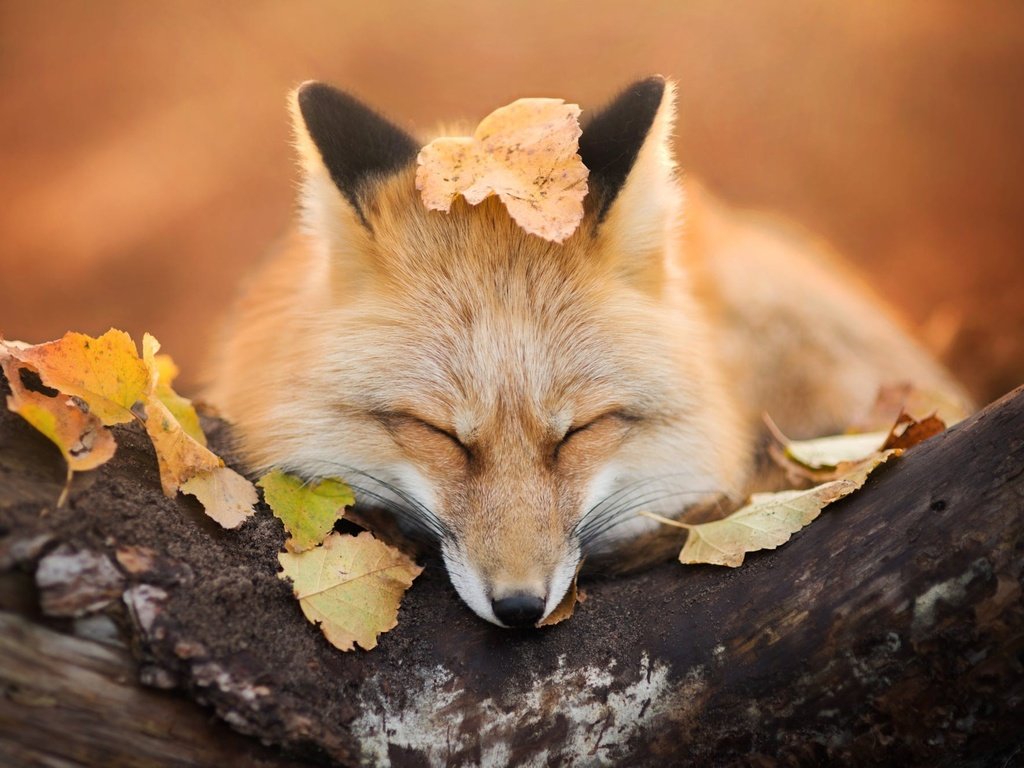 Обои природа, листва, осень, лиса, лисица, закрытые глаза, iza łysoń, nature, foliage, autumn, fox, closed eyes разрешение 2000x1334 Загрузить