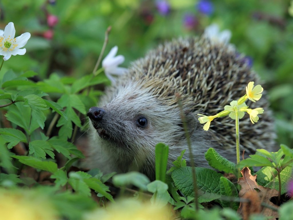 Обои цветы, трава, колючки, ежик, еж, носик, flowers, grass, barb, hedgehog, spout разрешение 2880x1800 Загрузить