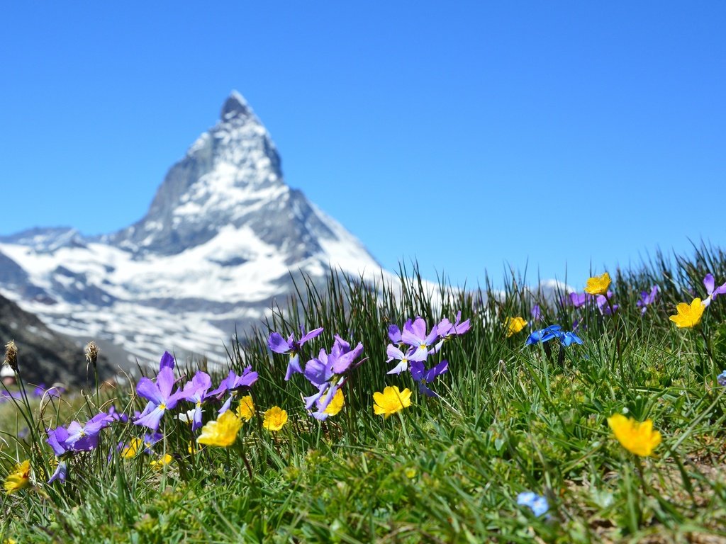 Обои цветы, трава, гора, швейцария, луг, боке, маттерхорн, flowers, grass, mountain, switzerland, meadow, bokeh, matterhorn разрешение 2927x1947 Загрузить