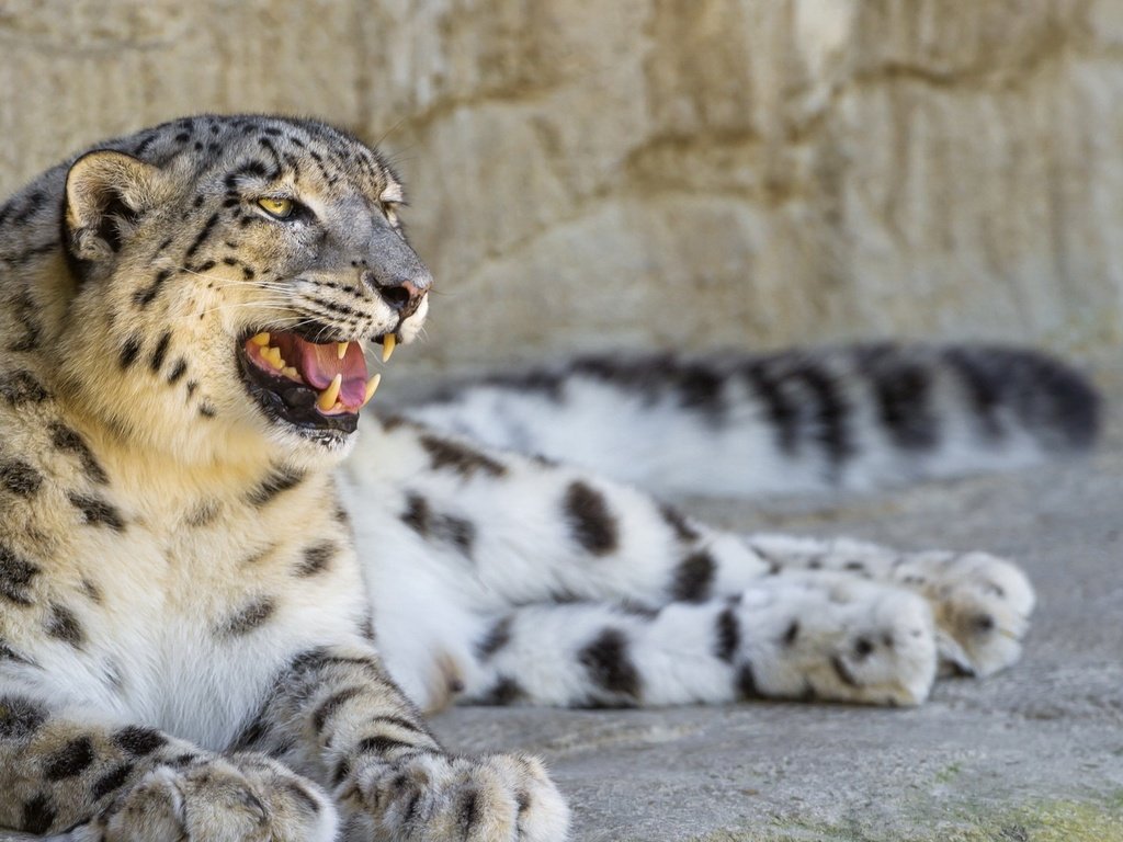 Обои природа, кошка, профиль, камень, отдых, снежный барс, ирбис, ©tambako the jaguar, nature, cat, profile, stone, stay, snow leopard, irbis разрешение 1920x1080 Загрузить