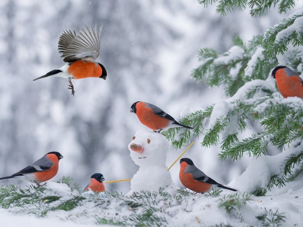 Обои снег, елка, зима, снеговик, птицы, снегирь, снегири, snow, tree, winter, snowman, birds, bullfinch, bullfinches разрешение 2048x1363 Загрузить