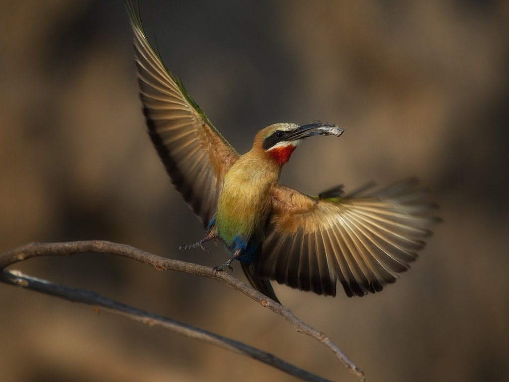 Обои ветка, насекомое, крылья, птица, клюв, щурка, пчелоед, колюв, branch, insect, wings, bird, beak, schurka, peeled, colum разрешение 1920x1280 Загрузить