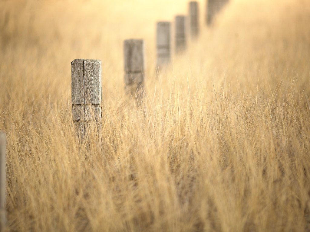 Обои трава, столбы, природа, боке, winter gold, grass, posts, nature, bokeh разрешение 2048x1365 Загрузить