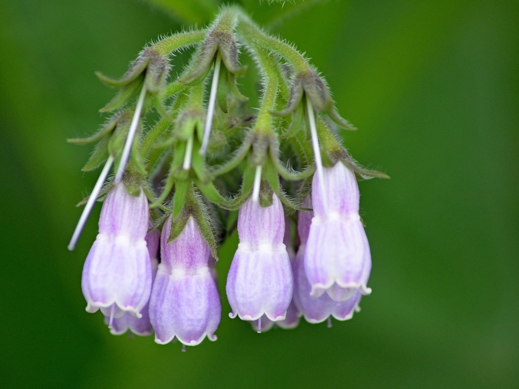 Обои цветы, природа, колокольчики, боке, окопник, flowers, nature, bells, bokeh, comfrey разрешение 3413x2991 Загрузить