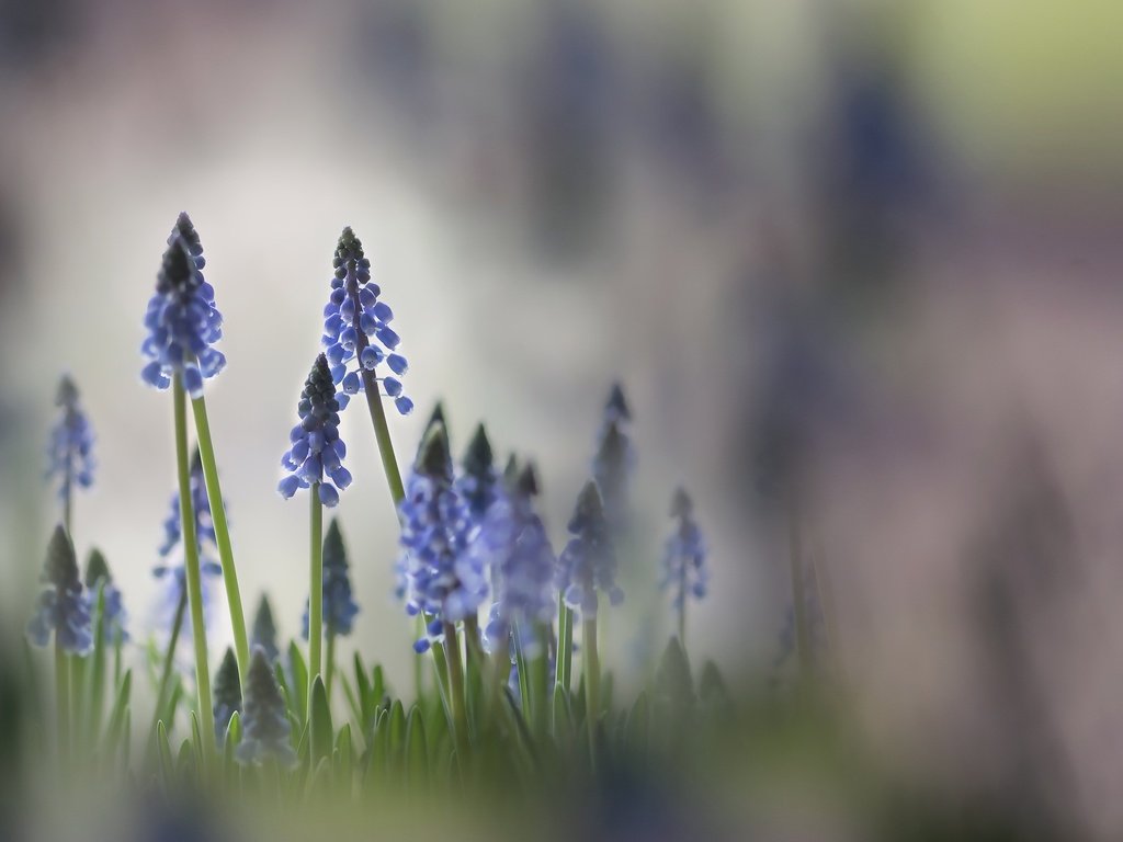 Обои свет, цветы, природа, фон, весна, мускари, karin verbrugge, light, flowers, nature, background, spring, muscari разрешение 2560x1560 Загрузить