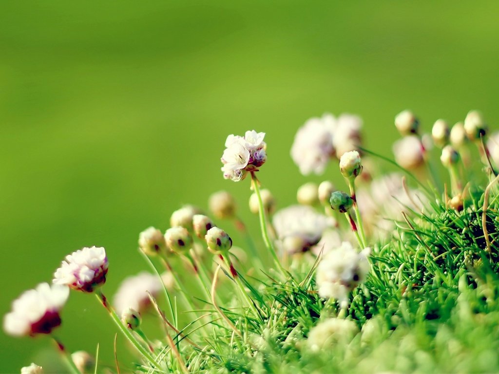 Обои цветы, трава, природа, фон, маргаритка, flowers, grass, nature, background, daisy разрешение 1920x1080 Загрузить