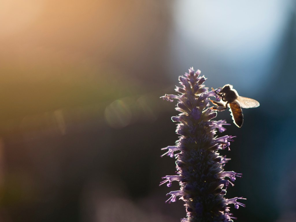 Обои свет, насекомое, цветок, размытость, пчела, ray hennessy, light, insect, flower, blur, bee разрешение 3269x2176 Загрузить