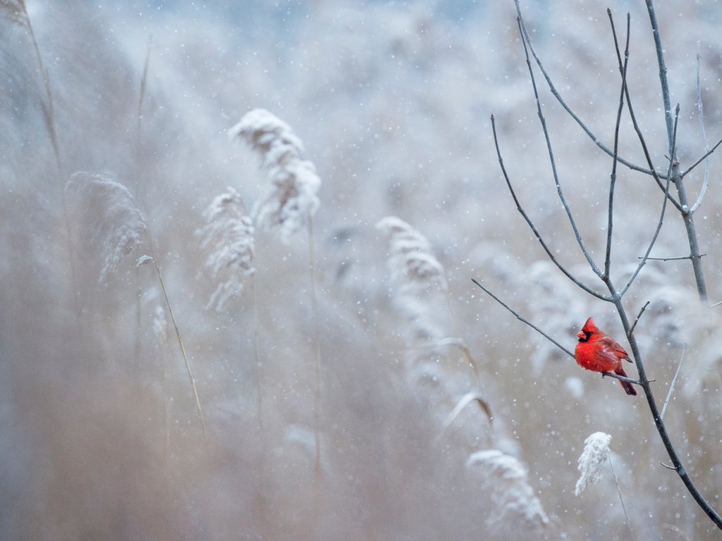 Обои снег, зима, птица, кардинал, ray hennessy, snow, winter, bird, cardinal разрешение 4667x3106 Загрузить