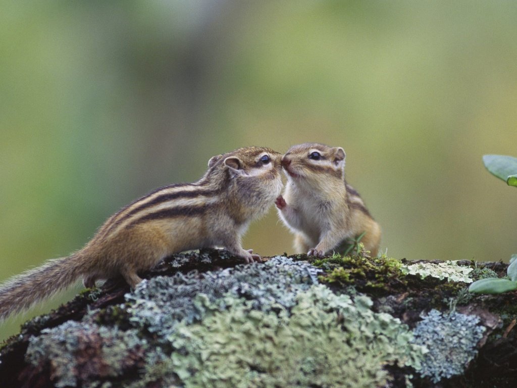 Обои япония, хоккайдо, бурундук, грызун, кусиро, japan, hokkaido, chipmunk, rodent, kushiro разрешение 1920x1080 Загрузить