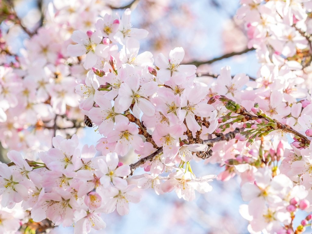 Обои дерево, цветение, весна, сакура, tree, flowering, spring, sakura разрешение 1921x1286 Загрузить