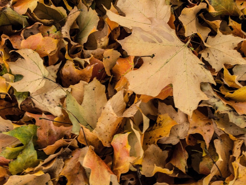 Обои природа, листья, макро, осень, nature, leaves, macro, autumn разрешение 5184x3456 Загрузить