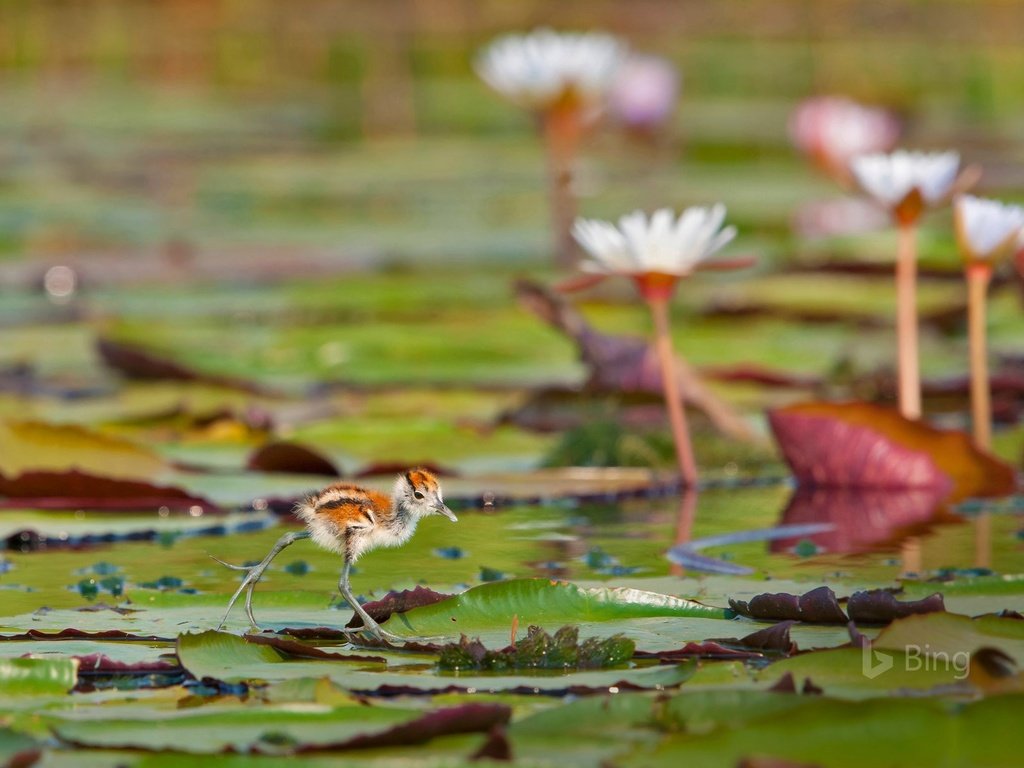 Обои листья, водоем, птица, кувшинки, африканская якана, leaves, pond, bird, water lilies, african jacana разрешение 1920x1200 Загрузить