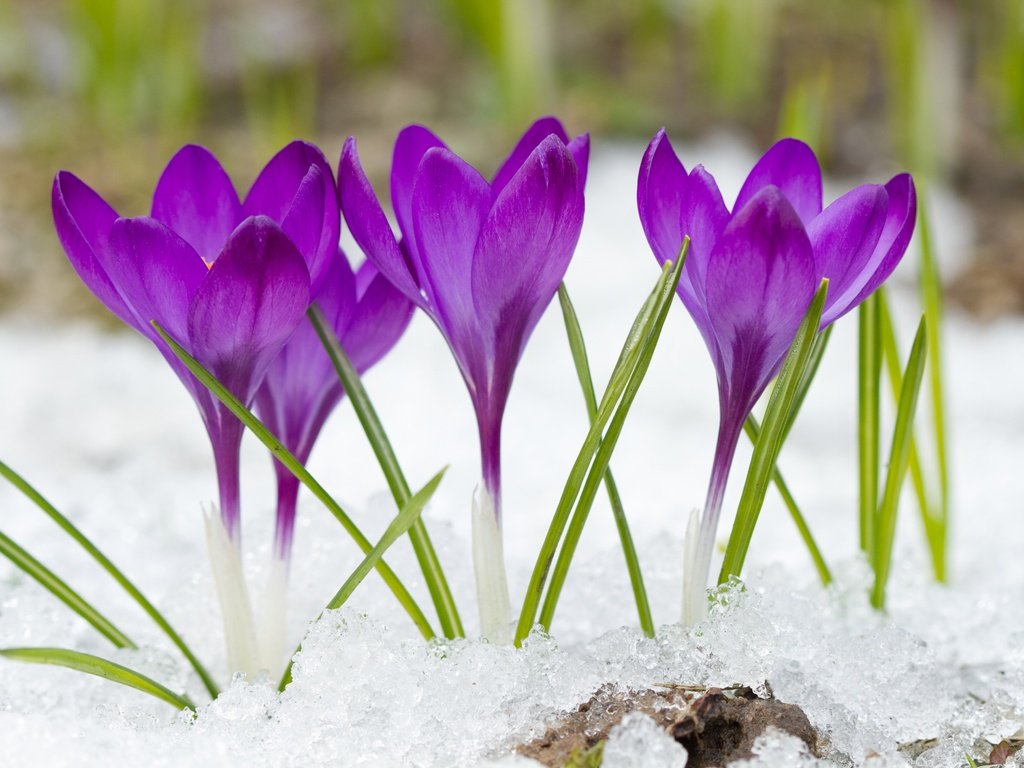 Обои цветы, снег, фиолетовые, крокусы, flowers, snow, purple, crocuses разрешение 4500x3000 Загрузить