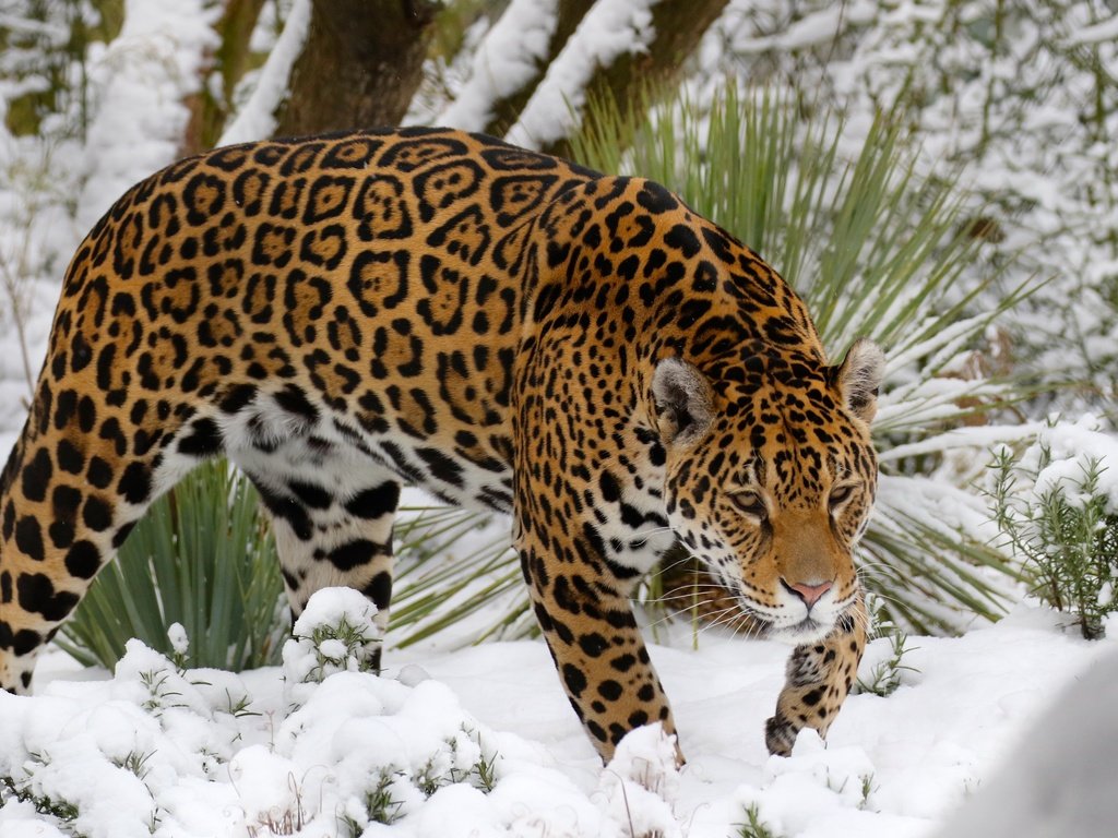 Обои морда, снег, взгляд, хищник, большая кошка, ягуар, face, snow, look, predator, big cat, jaguar разрешение 4627x3083 Загрузить