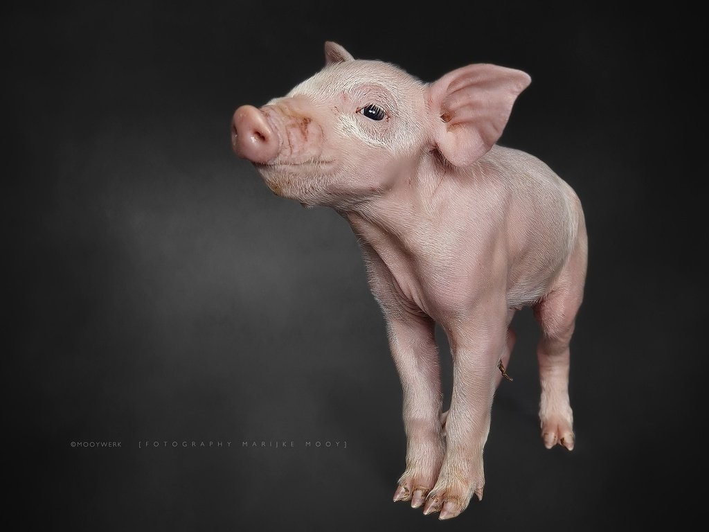 Обои фон, свинья, поросенок, хрюшка, background, pig разрешение 2048x1365 Загрузить