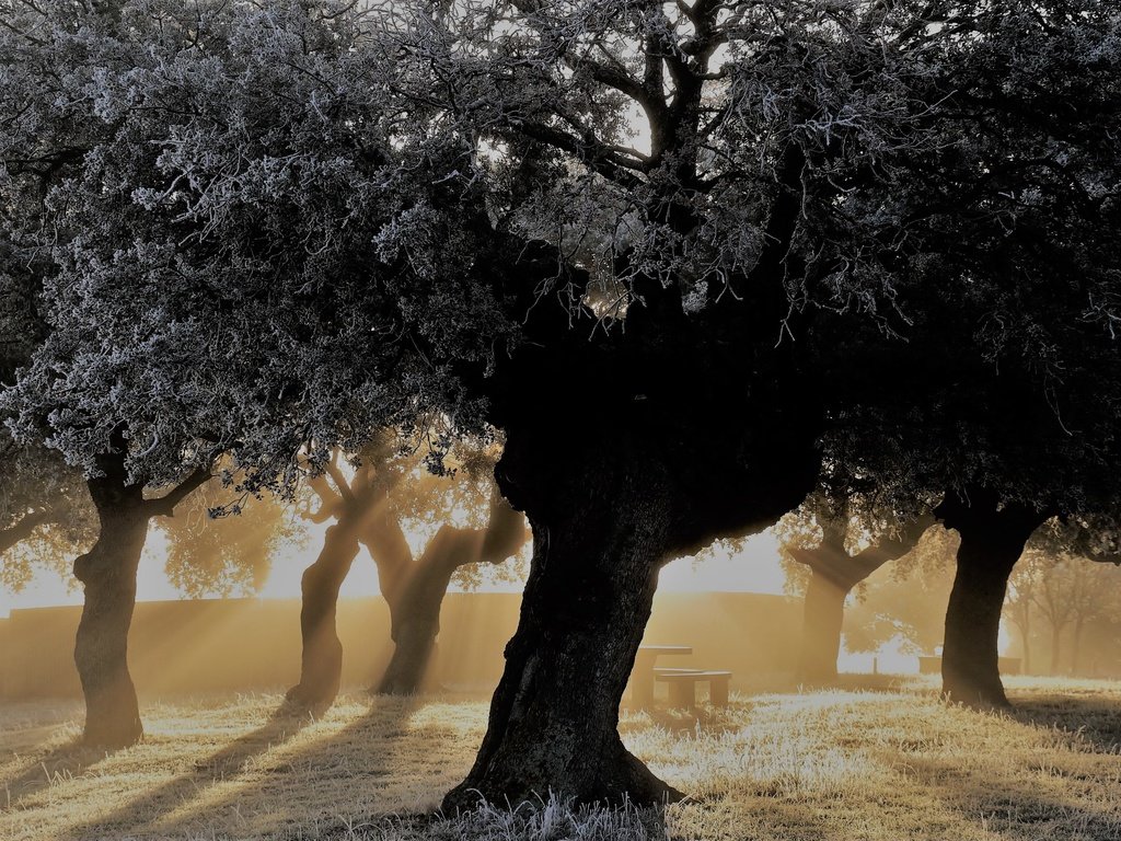 Обои свет, деревья, парк, утро, скамейка, light, trees, park, morning, bench разрешение 2560x1633 Загрузить