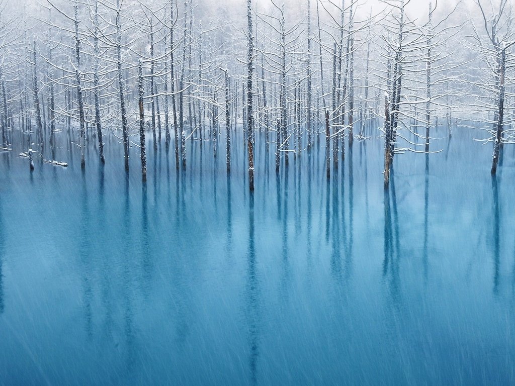 Обои деревья, вода, отражение, пейзаж, иней, наводнение, trees, water, reflection, landscape, frost, flood разрешение 1920x1200 Загрузить