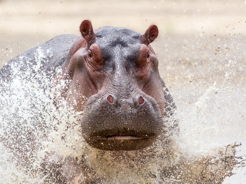 Обои вода, брызги, животное, бегемот, water, squirt, animal, hippo разрешение 2000x1352 Загрузить