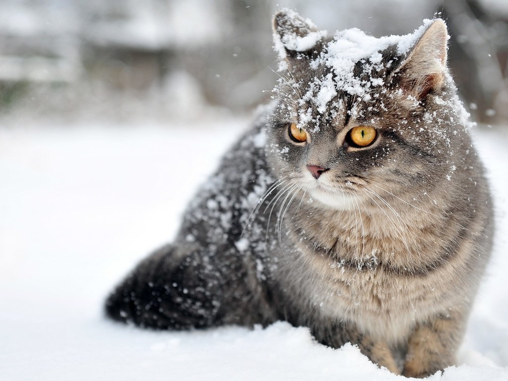 Обои глаза, снег, зима, кот, усы, кошка, взгляд, eyes, snow, winter, cat, mustache, look разрешение 2880x1800 Загрузить