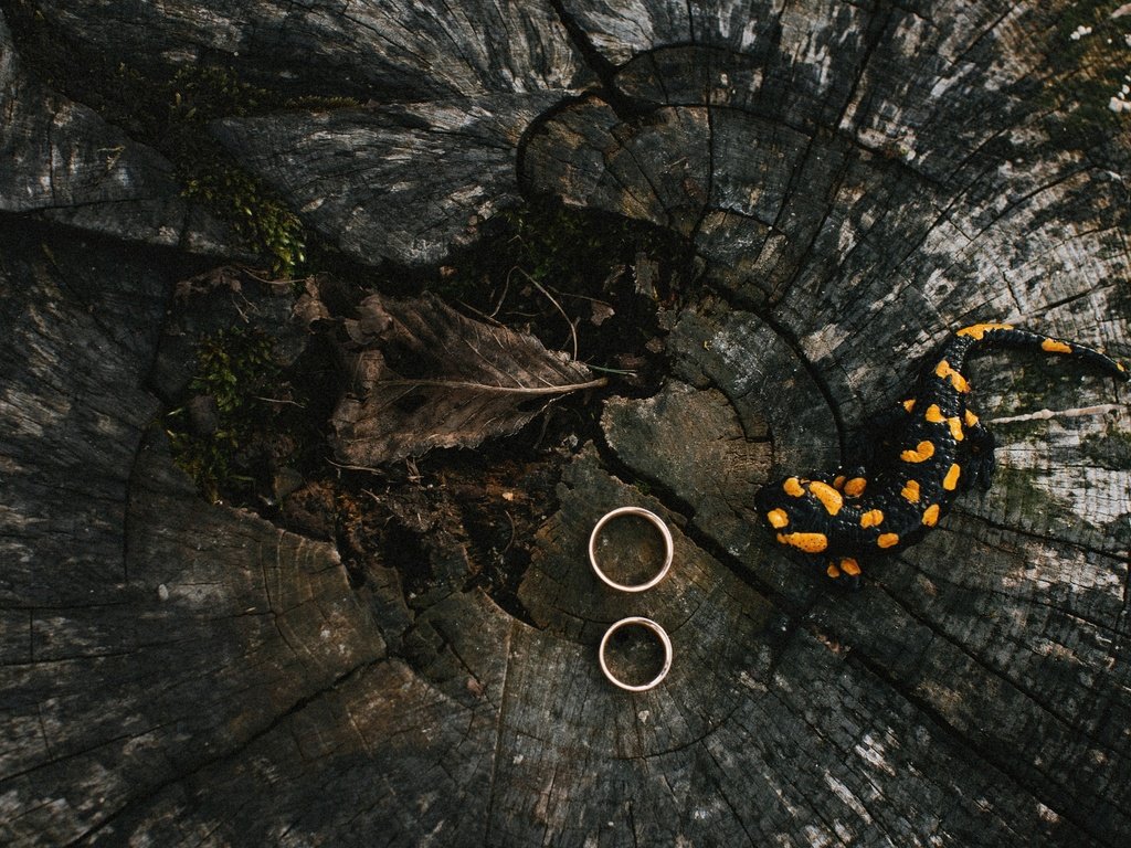 Обои кольца, свадьба, огненная, саламандра, земноводные, помолвка, ring, wedding, fire, salamander, amphibians, engagement разрешение 2048x1365 Загрузить