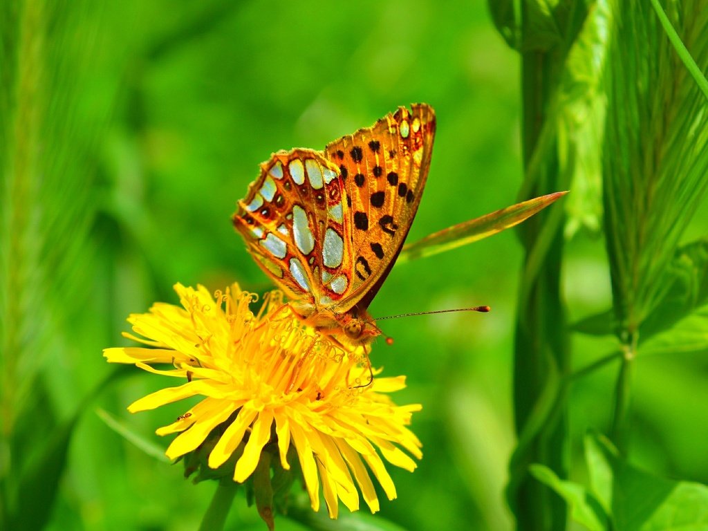 Обои желтый, макро, насекомое, цветок, бабочка, одуванчик, yellow, macro, insect, flower, butterfly, dandelion разрешение 3000x1847 Загрузить