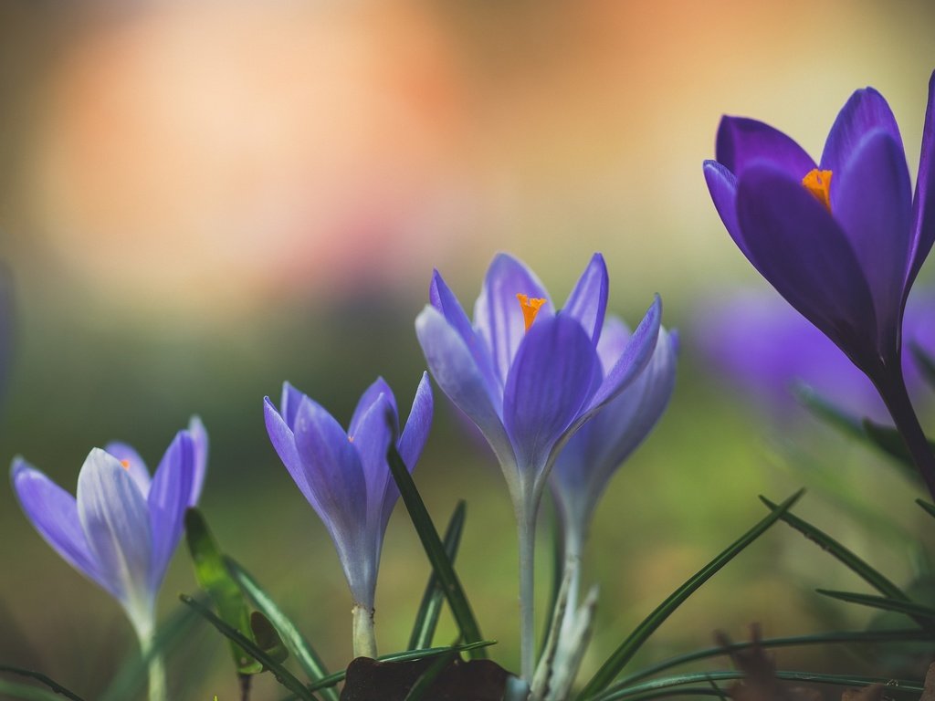 Обои цветы, макро, весна, крокус, flowers, macro, spring, krokus разрешение 2048x1365 Загрузить