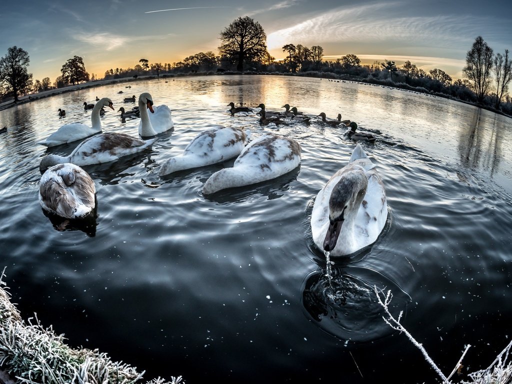Обои озеро, зима, птицы, лебеди, lake, winter, birds, swans разрешение 2047x1277 Загрузить