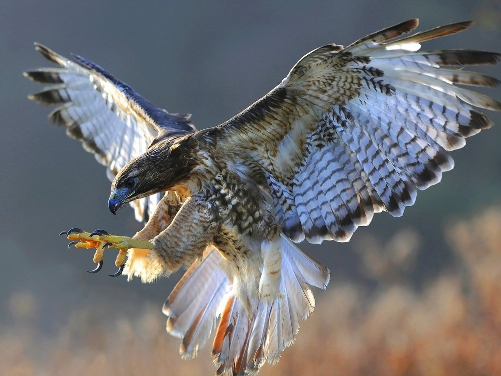 Обои полет, крылья, птица, ястреб, flight, wings, bird, hawk разрешение 1920x1200 Загрузить