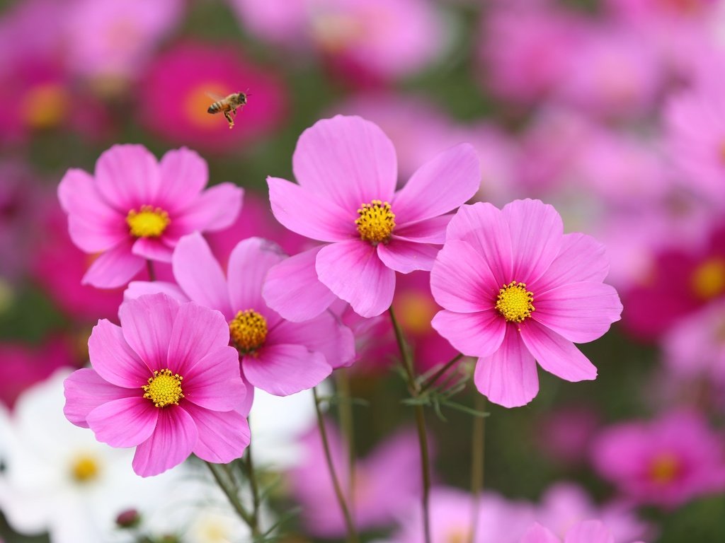 Обои цветы, насекомое, полет, розовый, пчела, космея, flowers, insect, flight, pink, bee, kosmeya разрешение 2048x1365 Загрузить