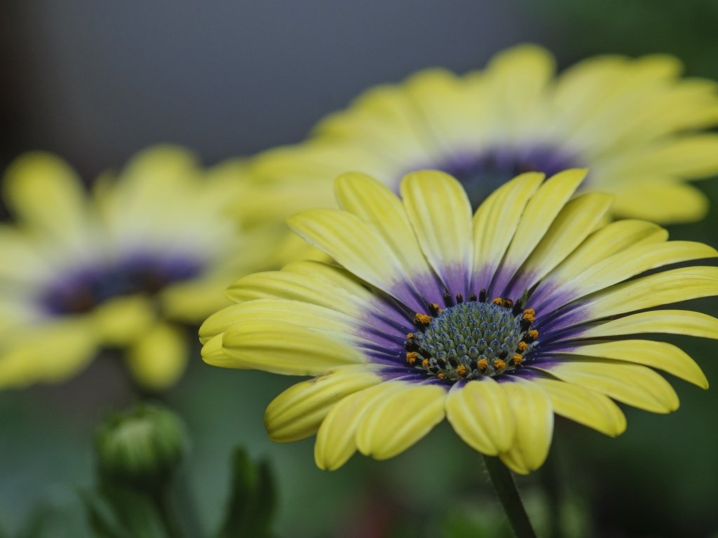 Обои цветы, природа, лепестки, герберы, flowers, nature, petals, gerbera разрешение 2048x1376 Загрузить