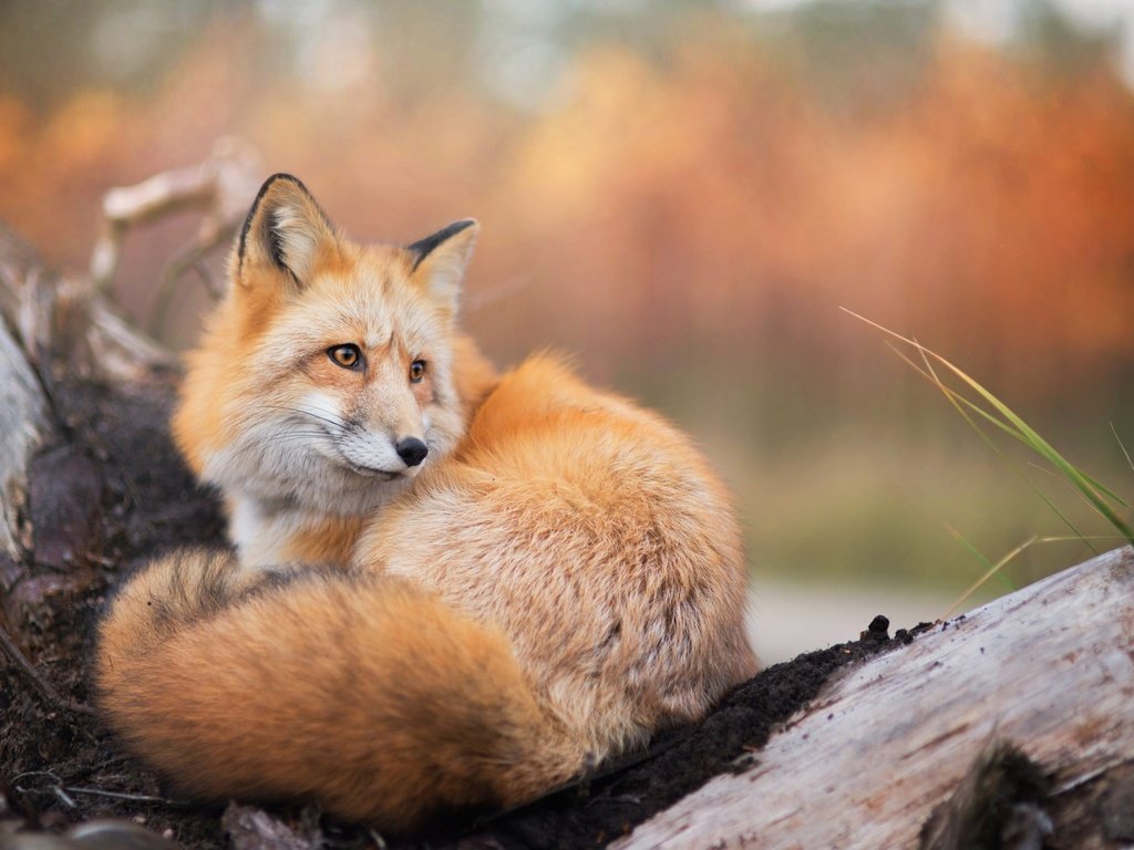 Обои природа, лиса, лисица, животное, хвост, nature, fox, animal, tail разрешение 2000x1335 Загрузить