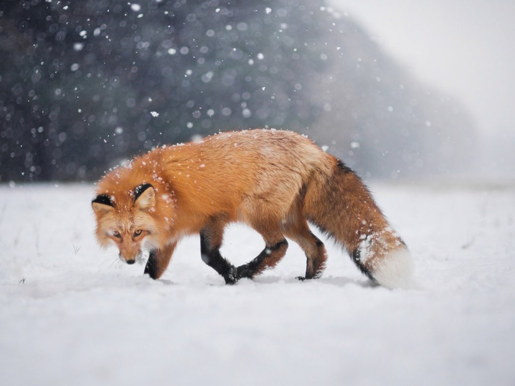 Обои снег, зима, взгляд, лиса, лисица, боке, snow, winter, look, fox, bokeh разрешение 2048x1367 Загрузить