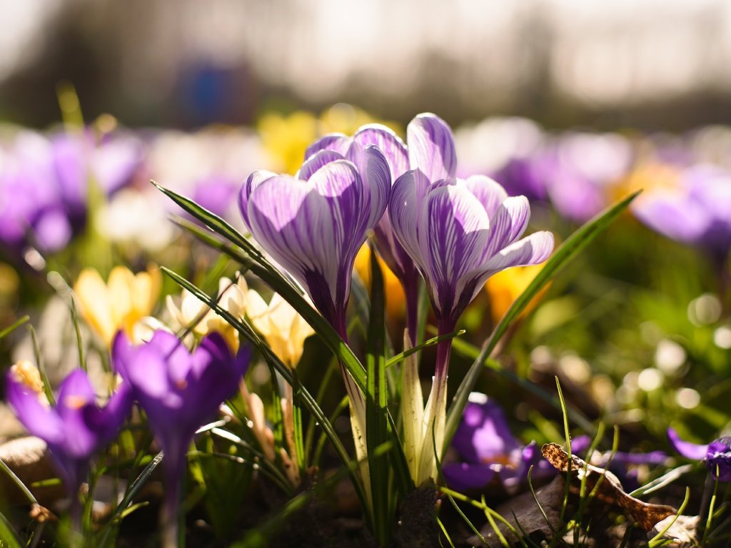 Обои цветы, весна, крокус, шафран, flowers, spring, krokus, saffron разрешение 6016x4016 Загрузить