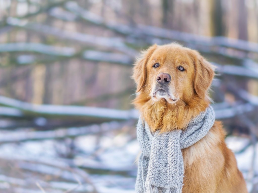 Обои зима, мордочка, взгляд, собака, шарф, золотистый ретривер, winter, muzzle, look, dog, scarf, golden retriever разрешение 4608x3072 Загрузить