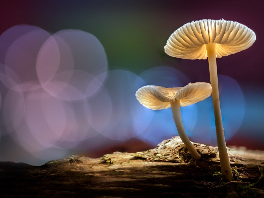 Обои свет, лес, осень, грибы, шляпки, боке, sophiaspurgin, light, forest, autumn, mushrooms, hats, bokeh разрешение 5652x3768 Загрузить