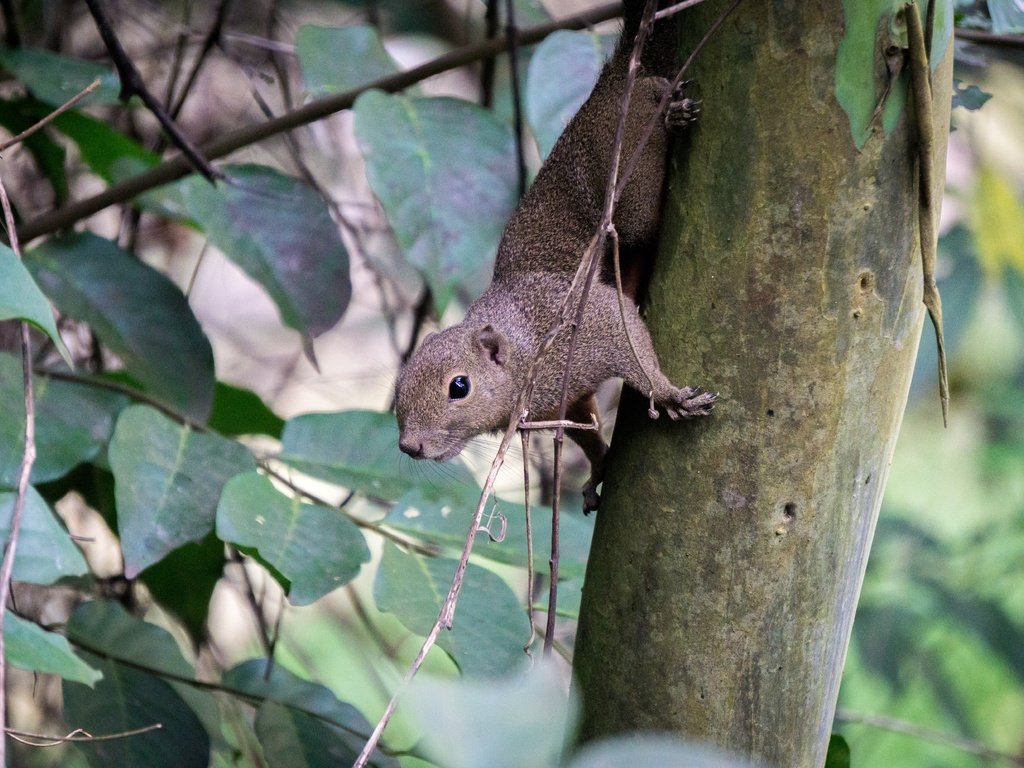 Обои природа, дерево, листья, животное, белка, малайзия, грызун, nature, tree, leaves, animal, protein, malaysia, rodent разрешение 6000x4000 Загрузить