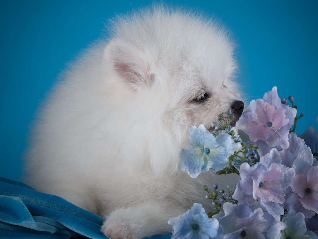 Обои цветы, белый, собака, щенок, гортензия, шпиц, flowers, white, dog, puppy, hydrangea, spitz разрешение 3000x1936 Загрузить