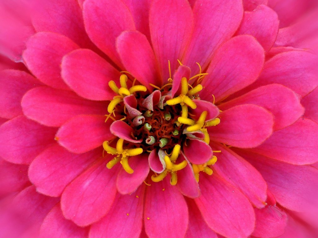 Обои макро, цветок, лепестки, розовый, цинния, macro, flower, petals, pink, zinnia разрешение 2880x1861 Загрузить