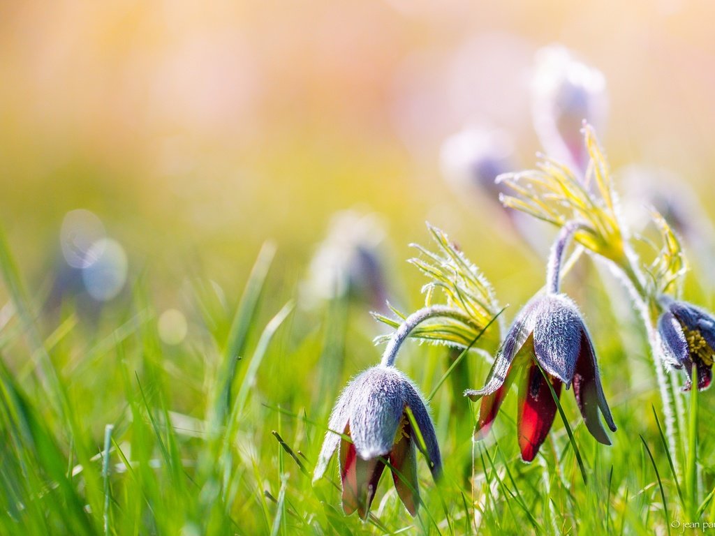 Обои цветы, трава, природа, лето, размытость, сон-трава, прострел, flowers, grass, nature, summer, blur, sleep-grass, cross разрешение 3742x2313 Загрузить