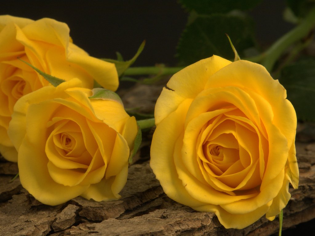 Обои цветы, желтый, розы, бутон, трио, flowers, yellow, roses, bud, trio разрешение 2048x1364 Загрузить