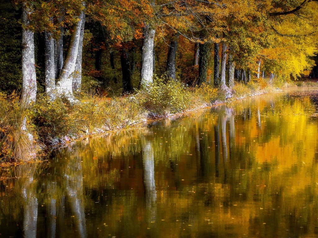 Обои деревья, отражение, листва, осень, пруд, trees, reflection, foliage, autumn, pond разрешение 1999x1223 Загрузить