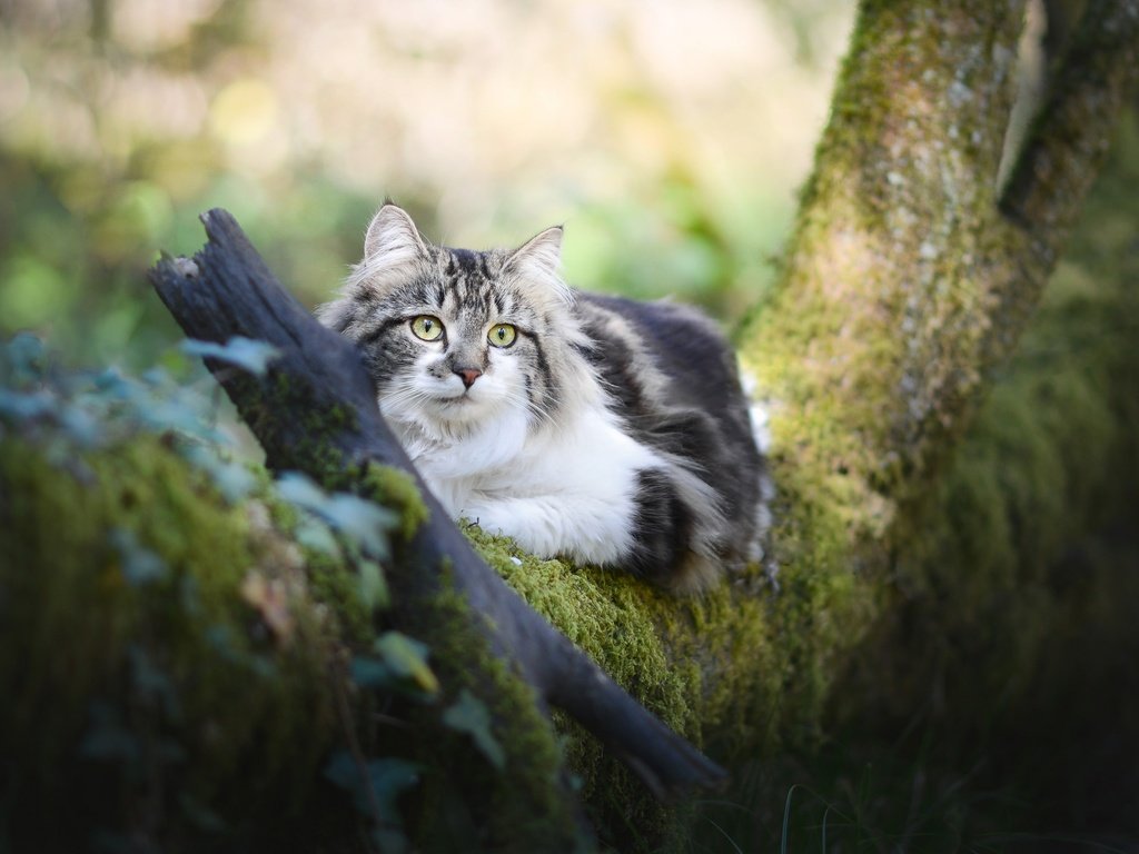 Обои дерево, кот, мордочка, усы, кошка, взгляд, мох, пушистая, tree, cat, muzzle, mustache, look, moss, fluffy разрешение 2048x1365 Загрузить