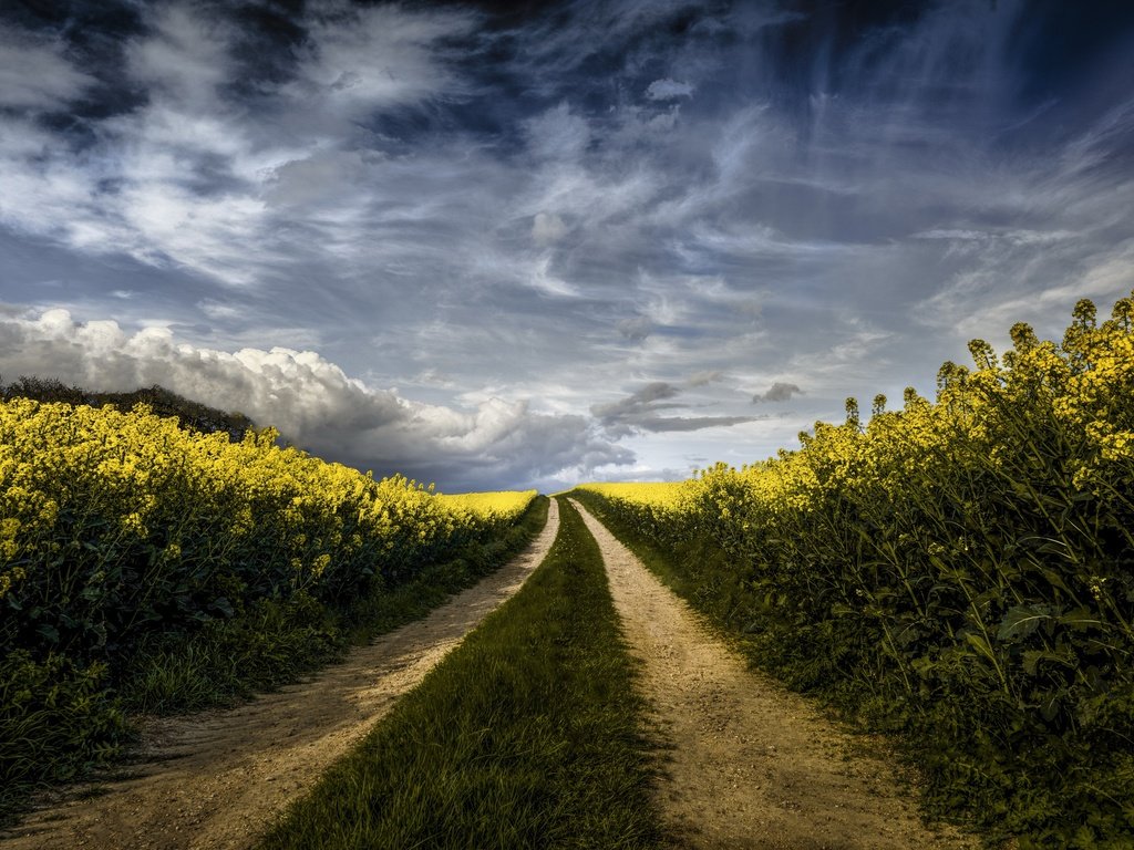 Обои небо, дорога, цветы, облака, поле, рапс, the sky, road, flowers, clouds, field, rape разрешение 2560x1684 Загрузить